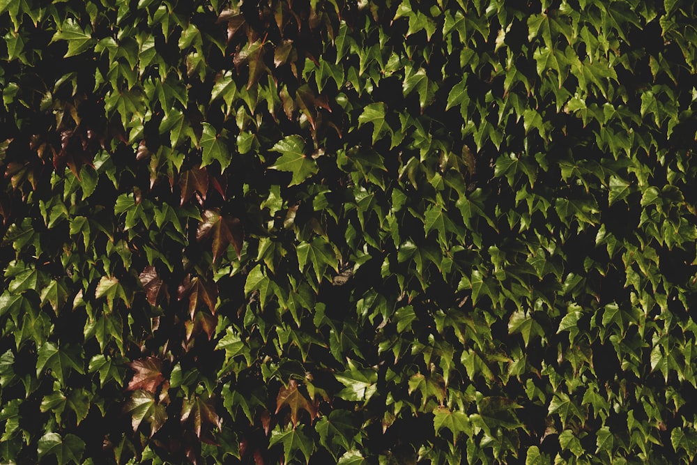 a close up of a green wall with leaves