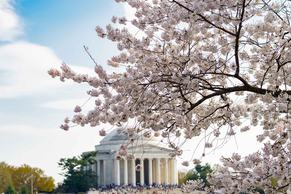 a cherry blossom tree in front of the jefferson memorial