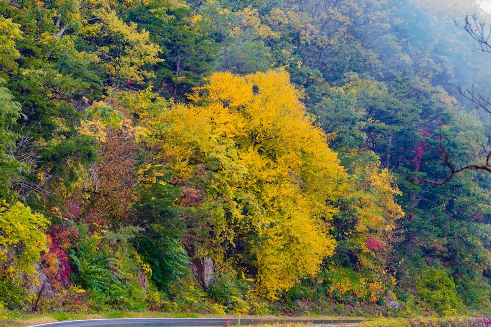 uma estrada sinuosa cercada por árvores com folhas amarelas