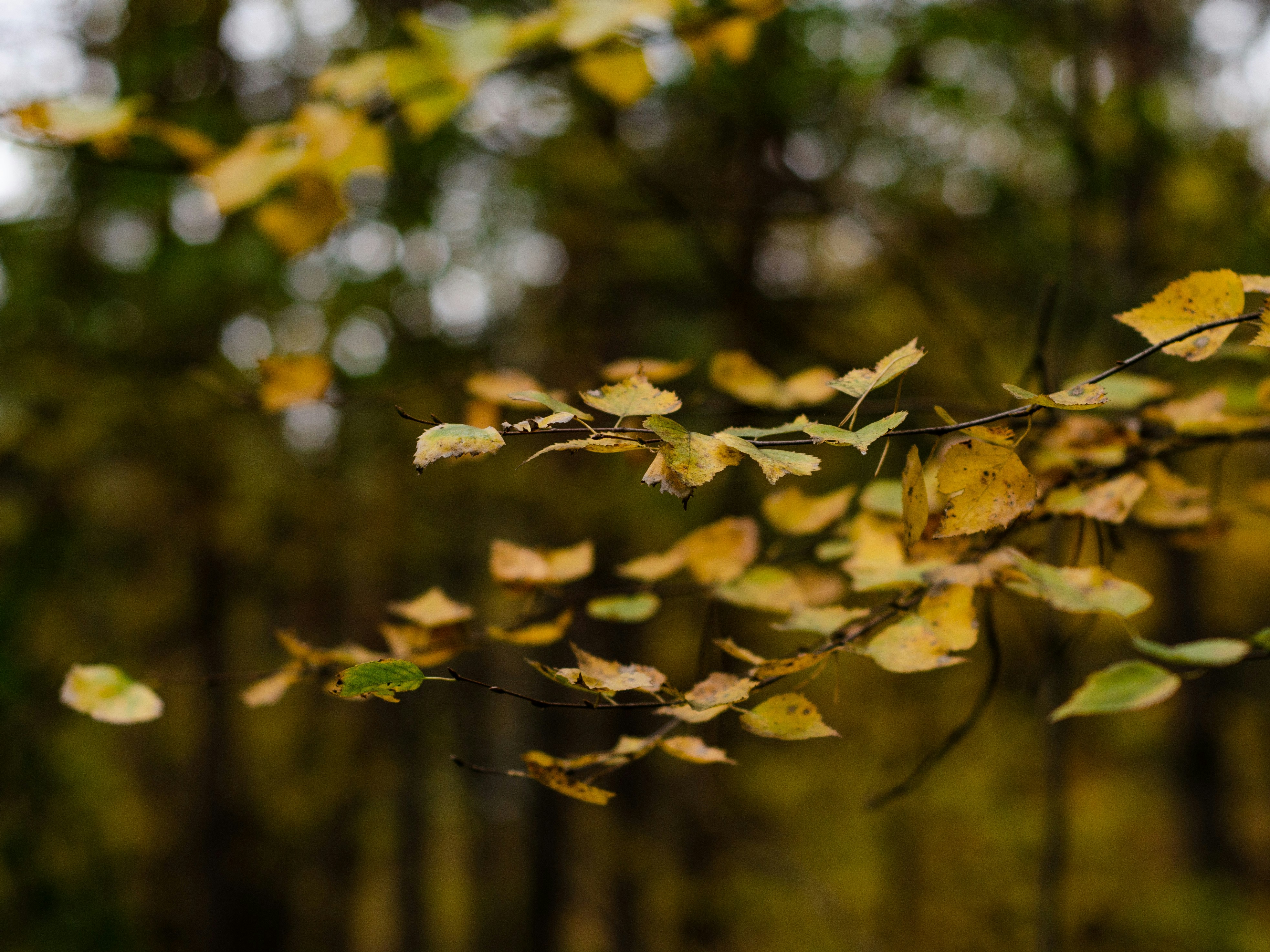 Photo by indi_grunge