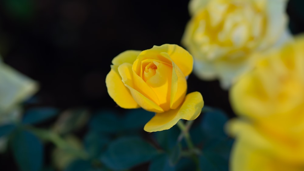 a close up of a yellow rose with green leaves