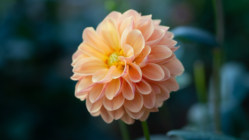 a close up of a flower with a blurry background