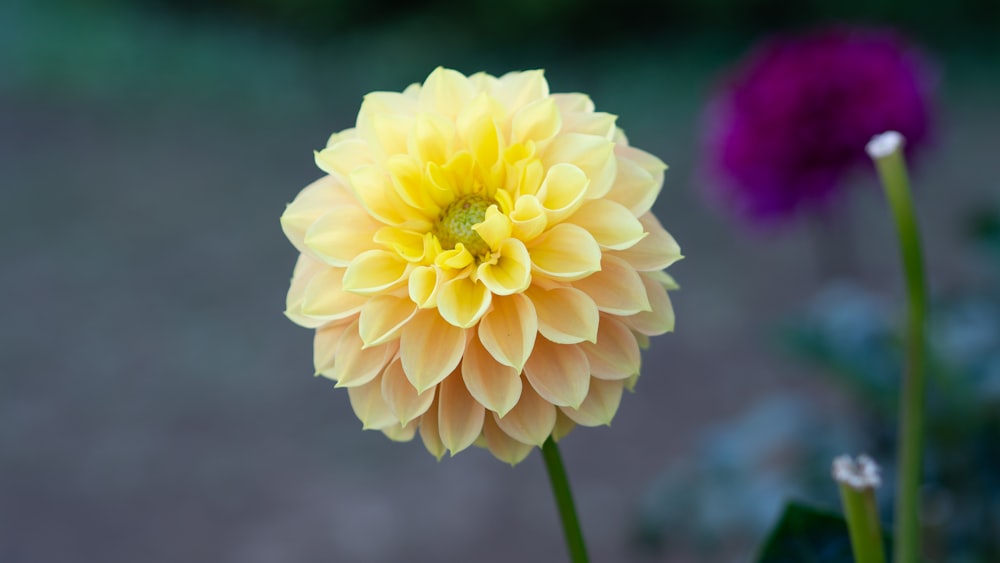 a close up of a yellow and purple flower