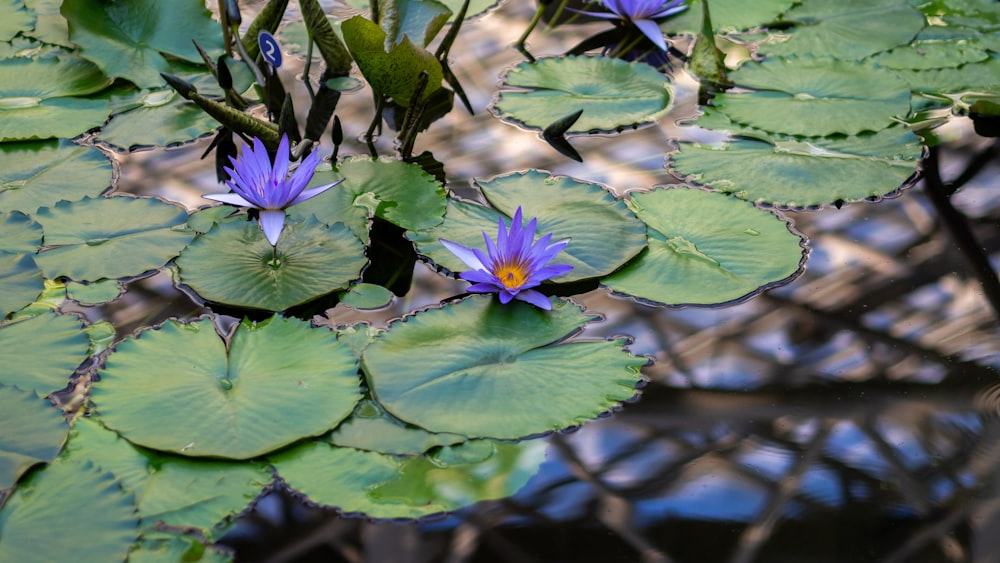 a group of purple flowers sitting on top of a green leafy plant