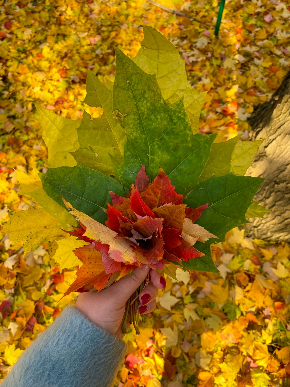 a person holding a leaf in front of a tree