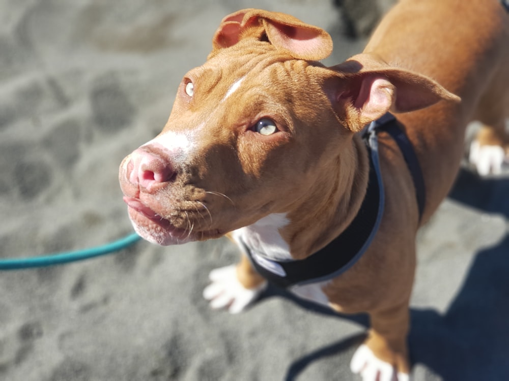 a brown and white dog standing on top of a sandy beach