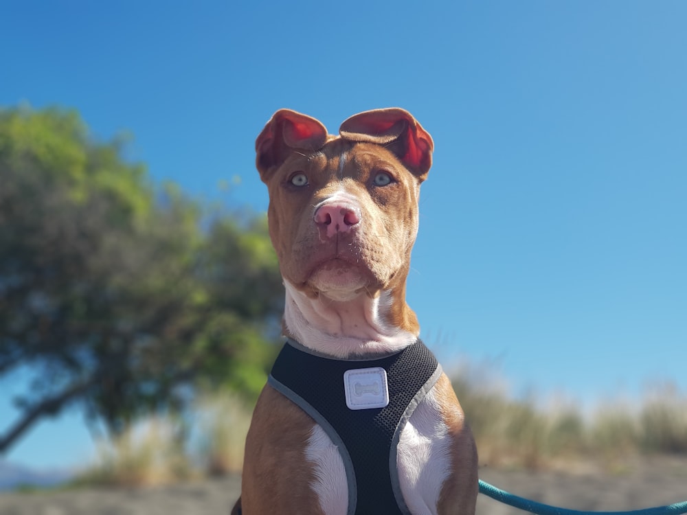 a brown and white dog wearing a harness