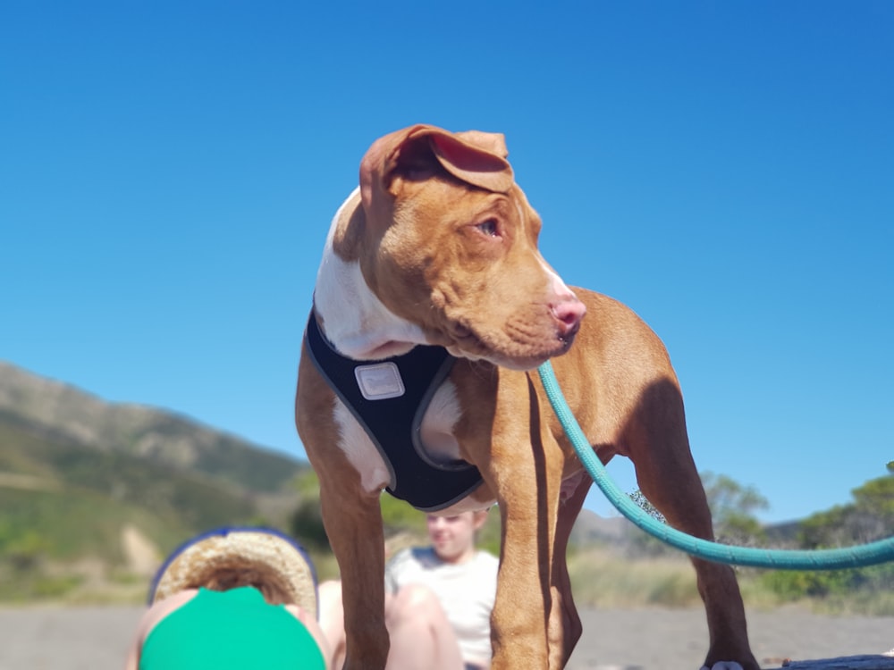 a brown and white dog wearing a harness on a beach