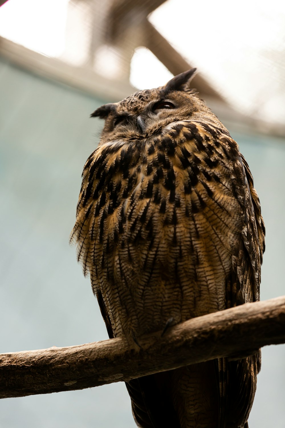 Un búho sentado en una rama con los ojos cerrados