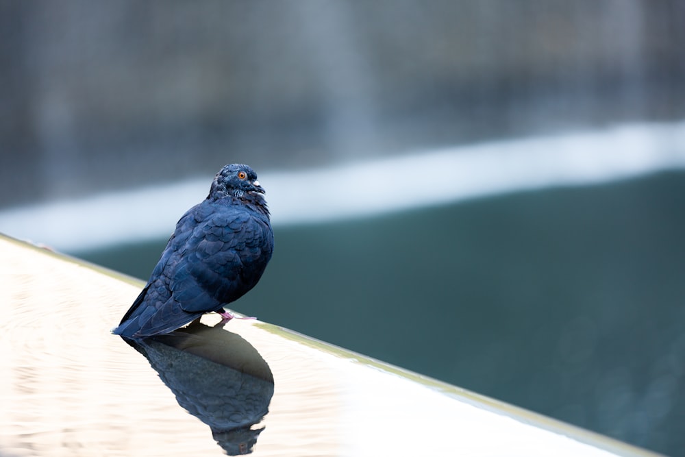 um pássaro azul está sentado em uma saliência