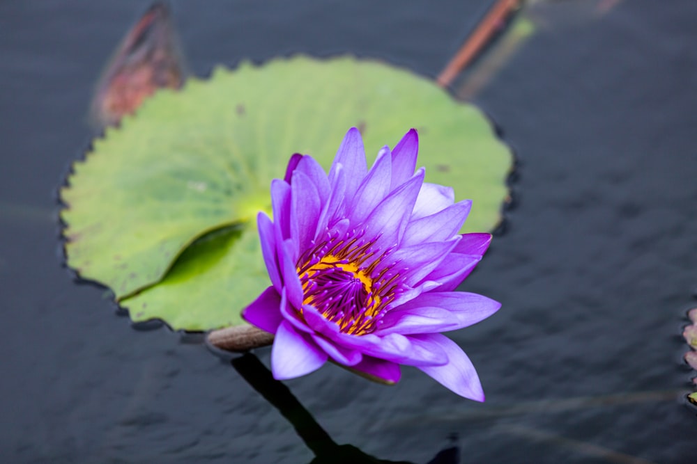 eine lila Blume, die auf einem grünen Blatt sitzt