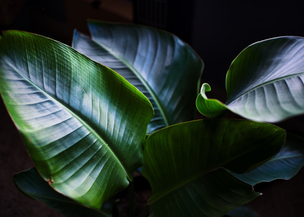 a green plant with large leaves in a pot