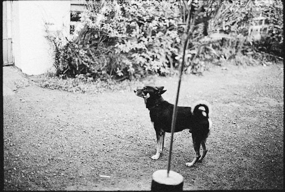 A black and white image featuring a medium-sized dog standing on a gravel surface. The dog has a dark coat with lighter markings and is positioned to the right of the frame. Surrounding the dog is a background of dense foliage and a wall to the left.