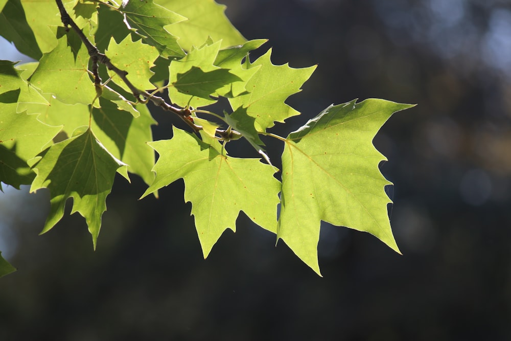 a close up of a leaf on a tree