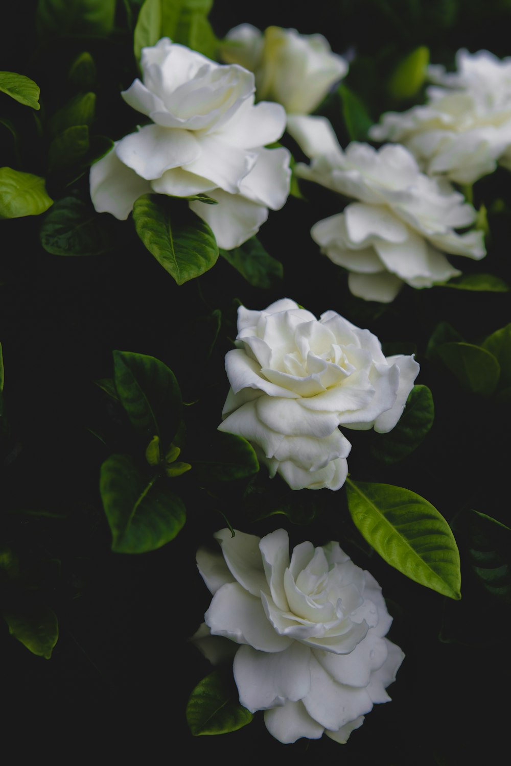 a bunch of white flowers with green leaves