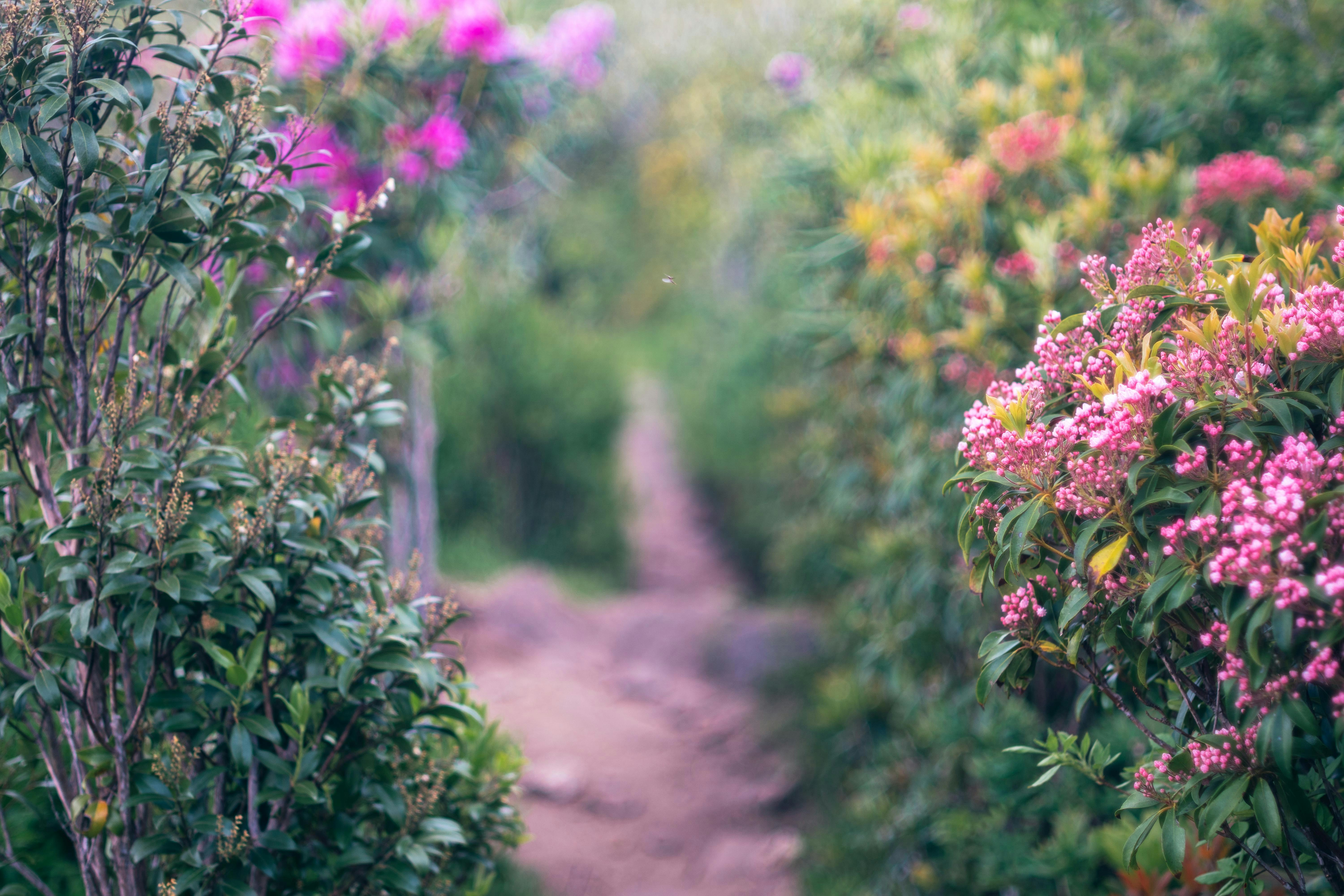 A narrow dirt path in highlands nc winds through a garden filled with green shrubs and pink flowers, offering real estate agents a serene backdrop. Vignette Realty 