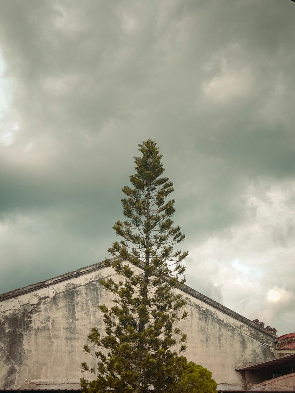 a pine tree in front of an old building