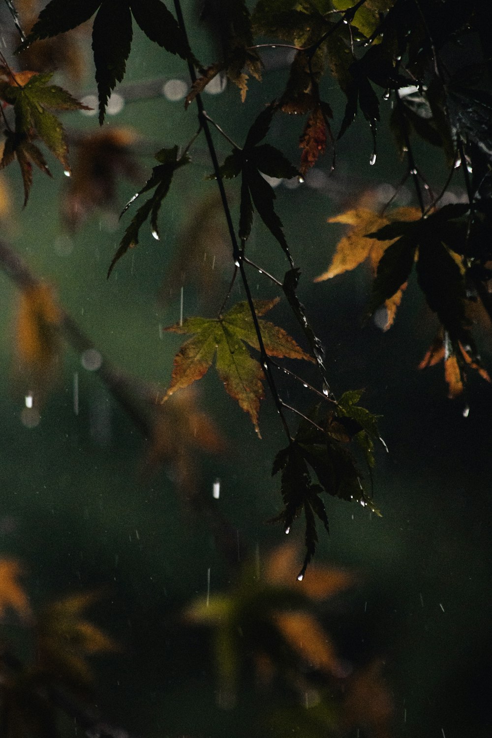 the leaves of a tree in the rain