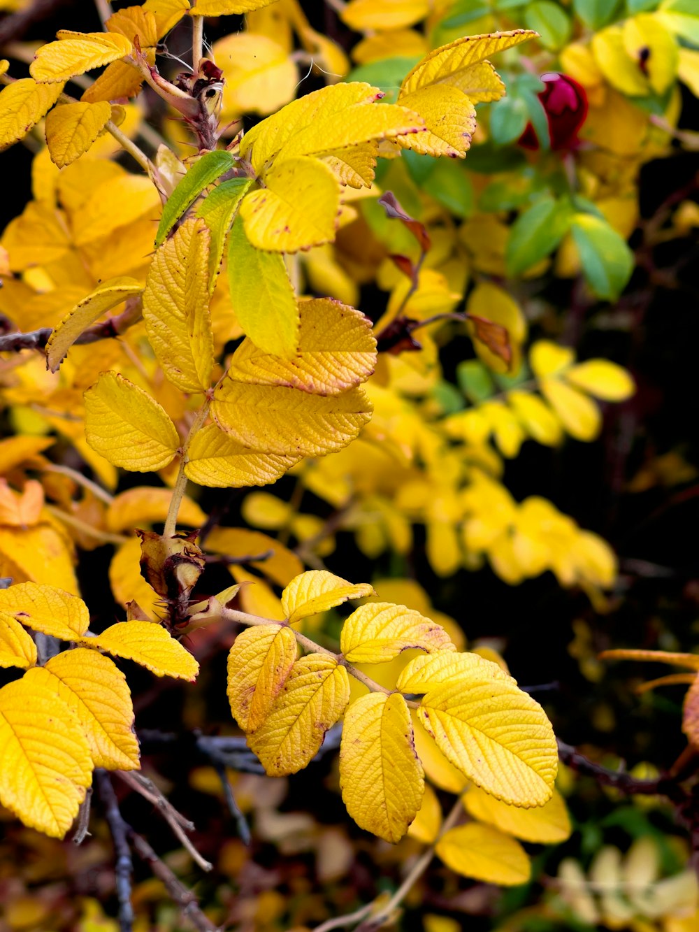 a close up of a tree with yellow leaves