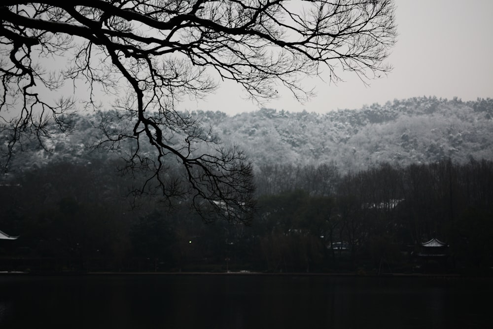 a tree with no leaves near a body of water