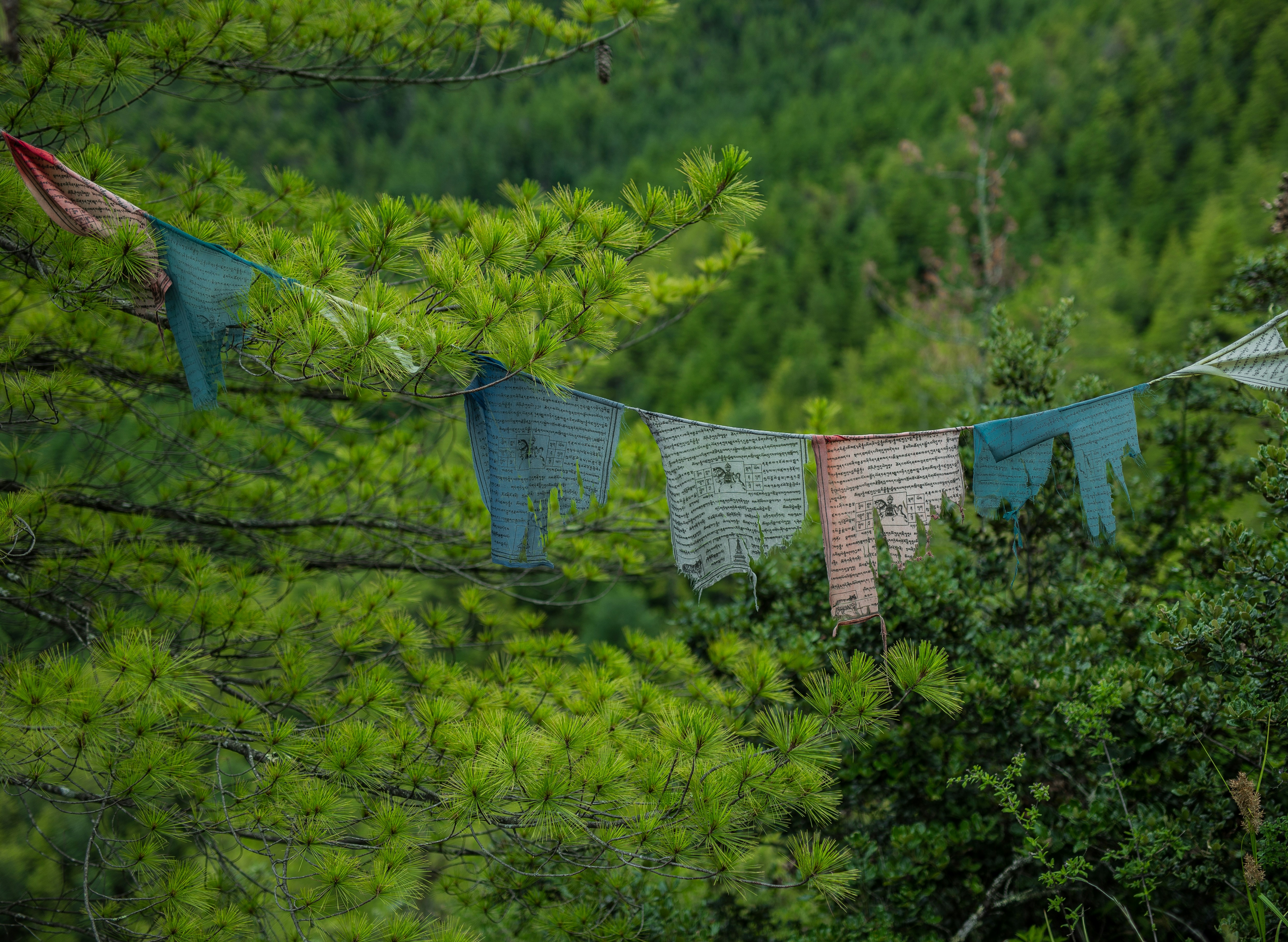 Photo by passa_tobgay21