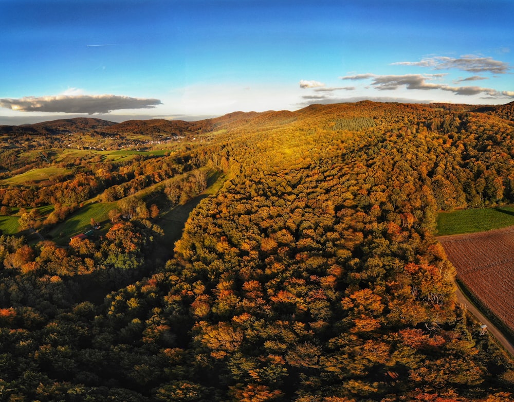 uma vista aérea de uma floresta verde exuberante