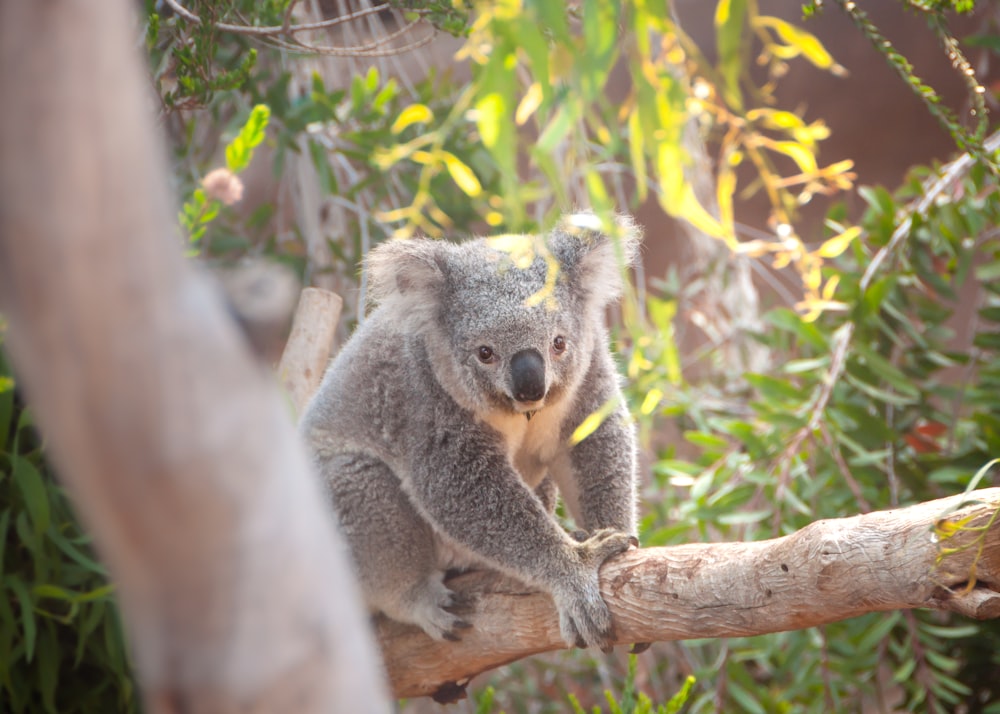 a koala bear sitting on a tree branch