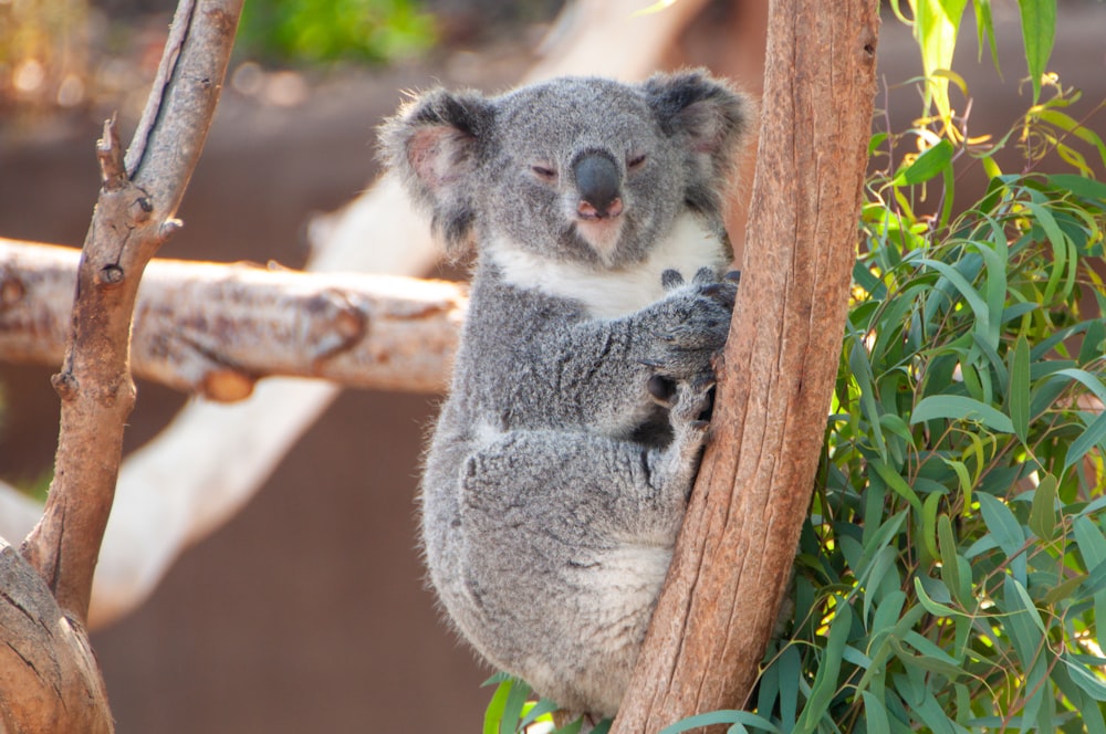 a koala bear sitting on a tree branch