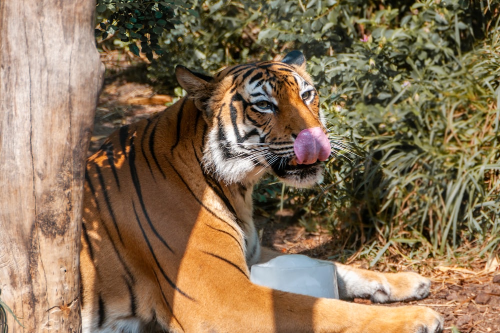 a tiger laying on the ground with its tongue out