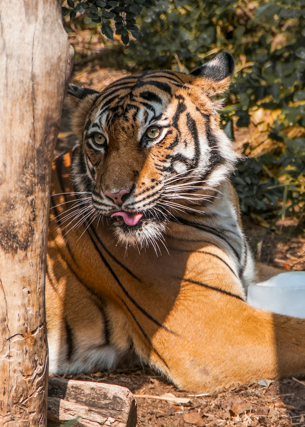 Un tigre tendido en el suelo junto a un árbol