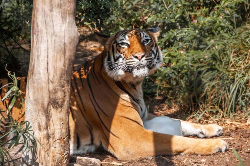 a tiger sitting next to a tree in a forest