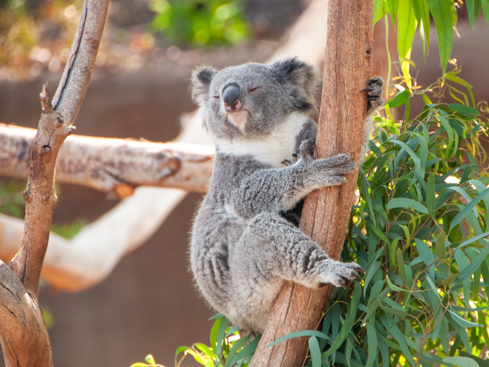 Un koala est assis sur une branche d’arbre