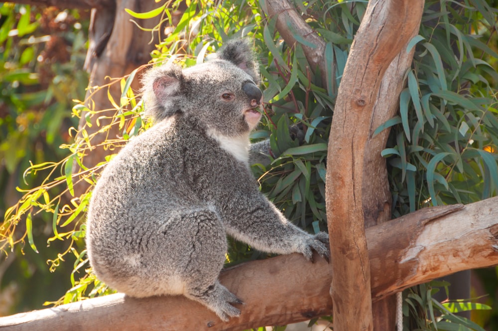 Un koala está sentado en la rama de un árbol