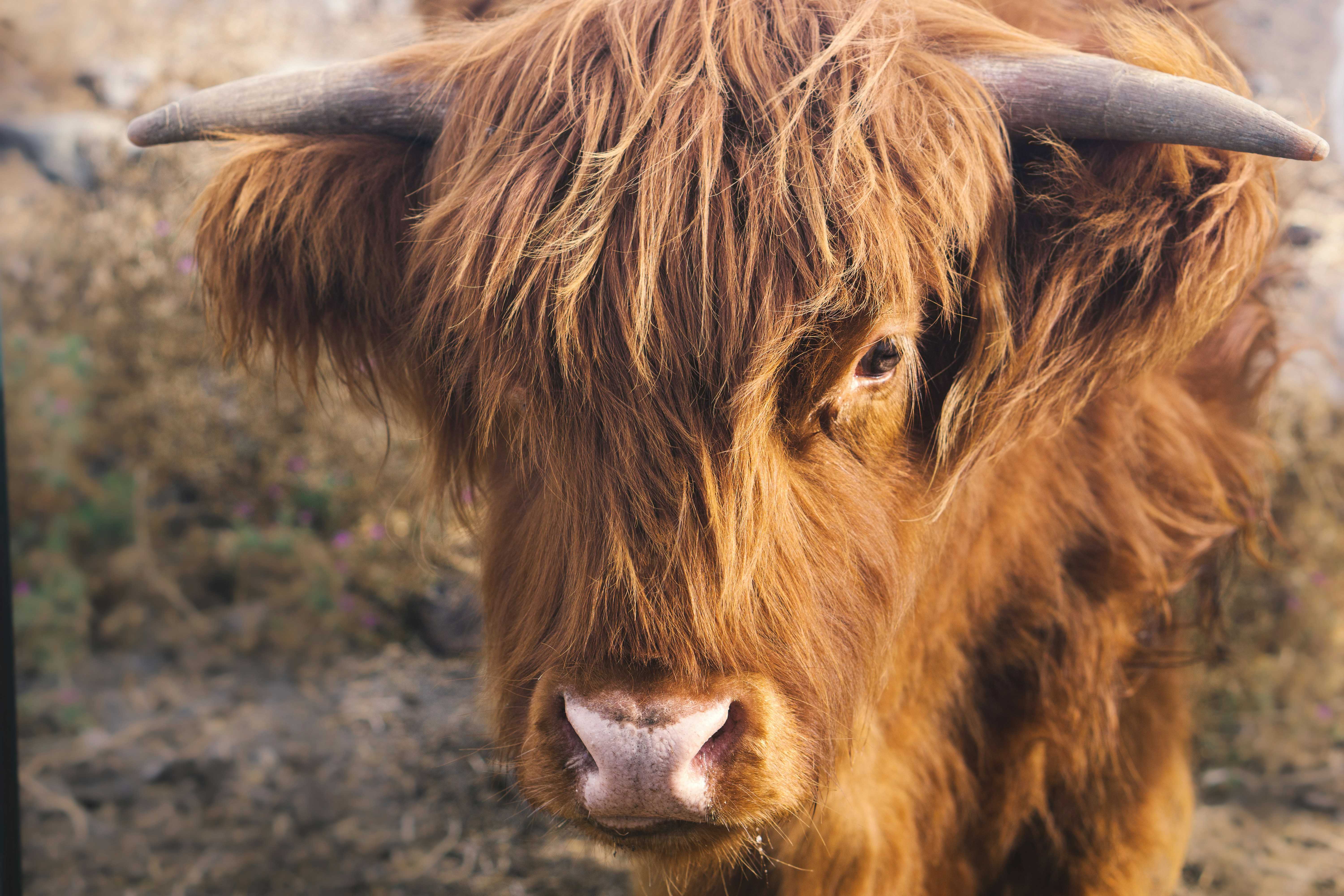 a brown cow with long horns standing in a field