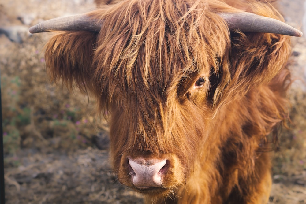 Une vache brune avec de longues cornes debout dans un champ
