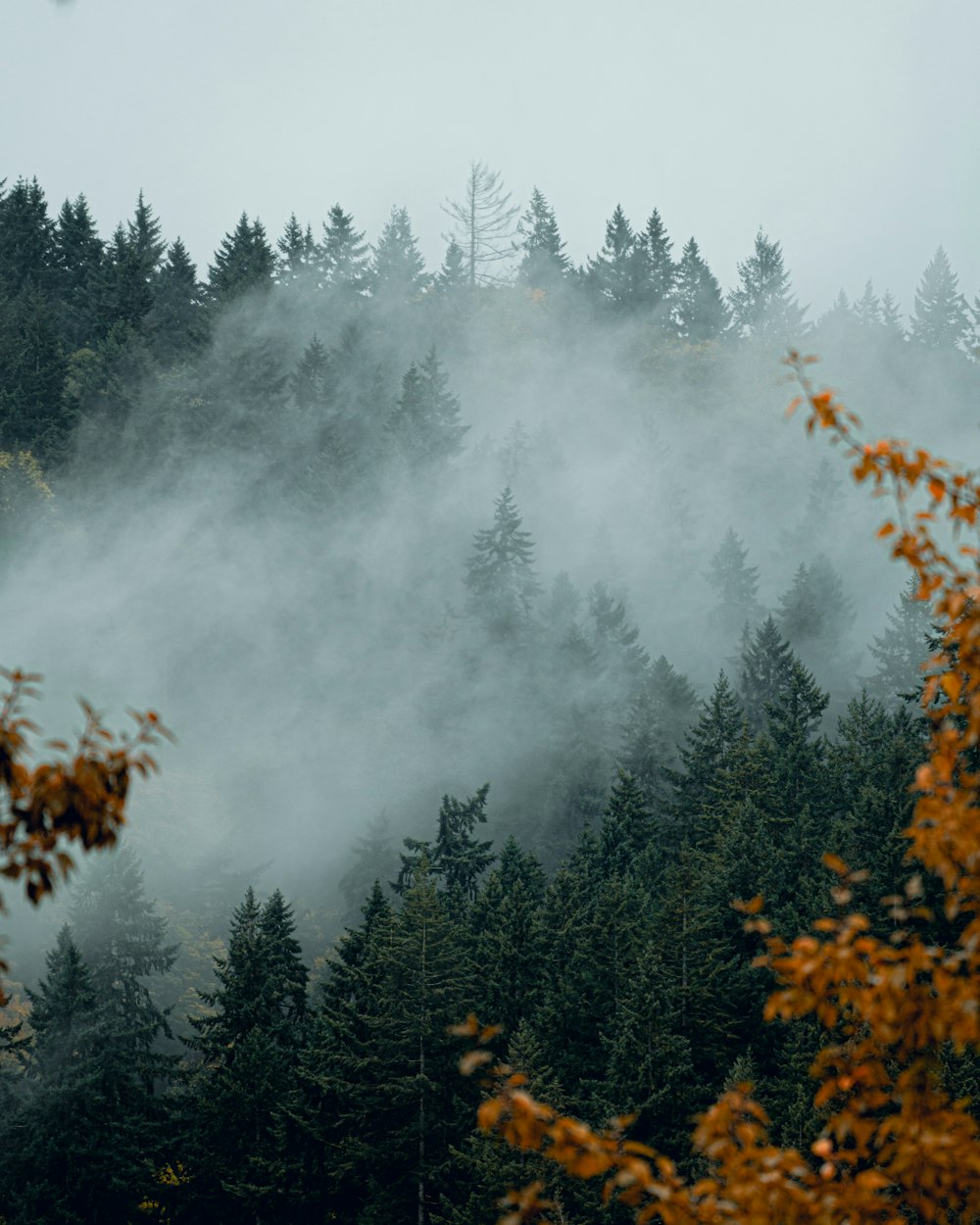 a forest filled with lots of trees covered in fog