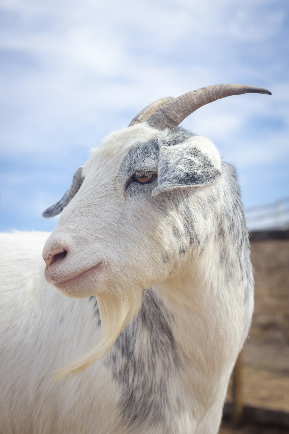 a close up of a goat with long horns