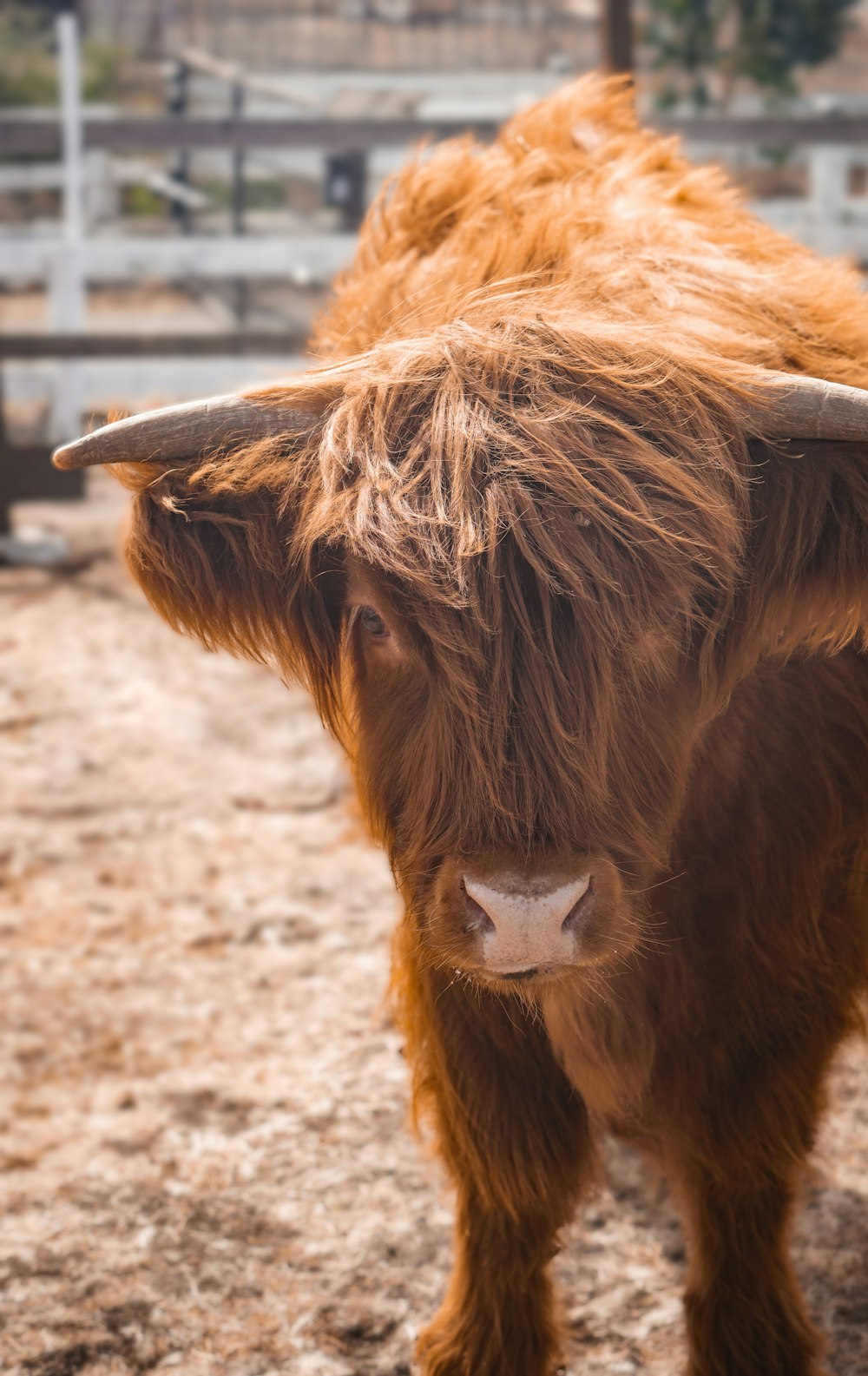 Una mucca marrone con lunghe corna in piedi in un recinto