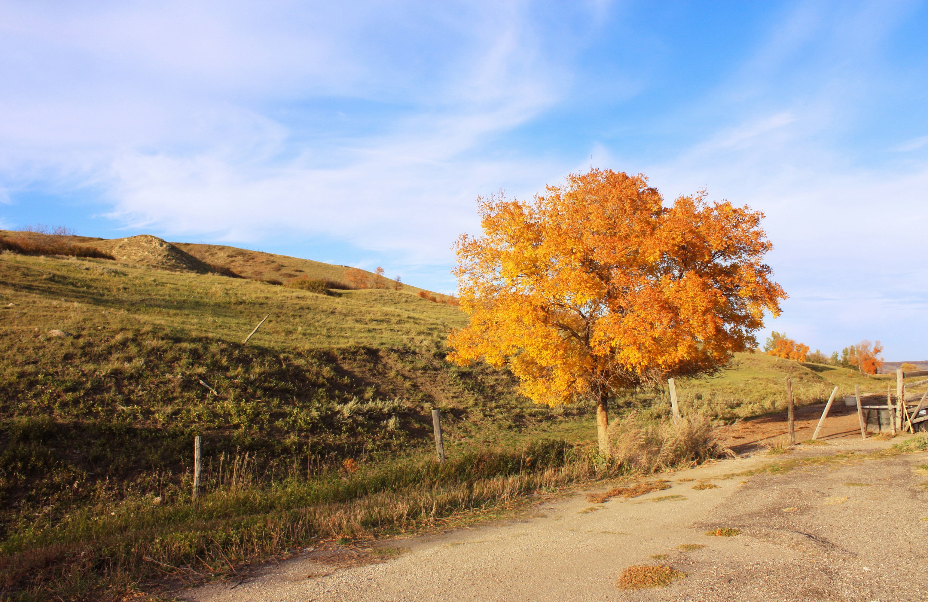a lone tree on a dirt road near a fence