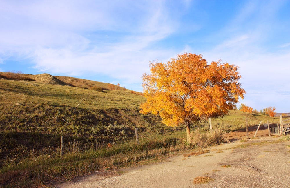 a lone tree on a dirt road near a fence