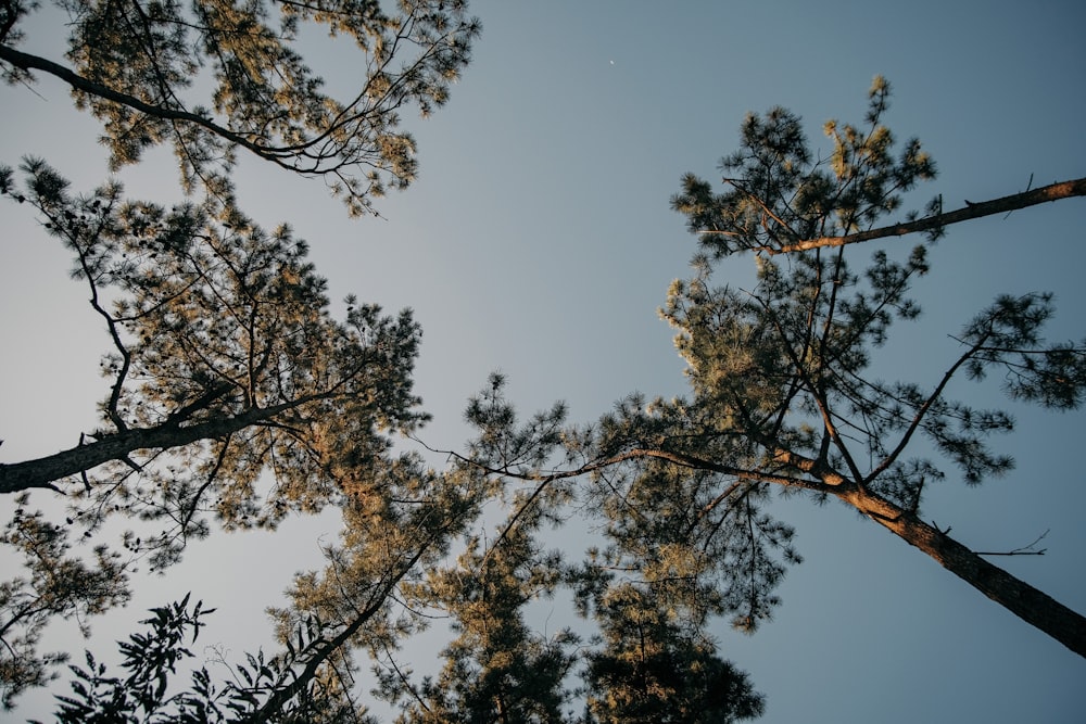 looking up at the tops of tall pine trees