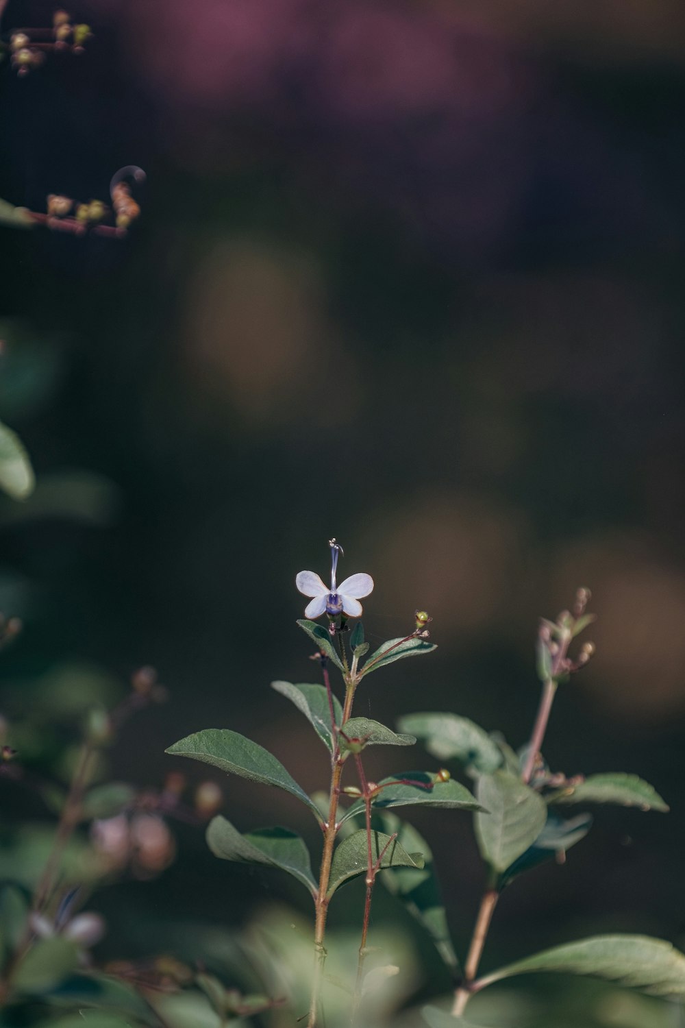 un piccolo fiore bianco seduto sopra una pianta verde