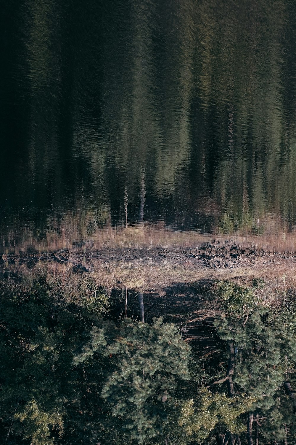 a forest filled with lots of trees next to a body of water