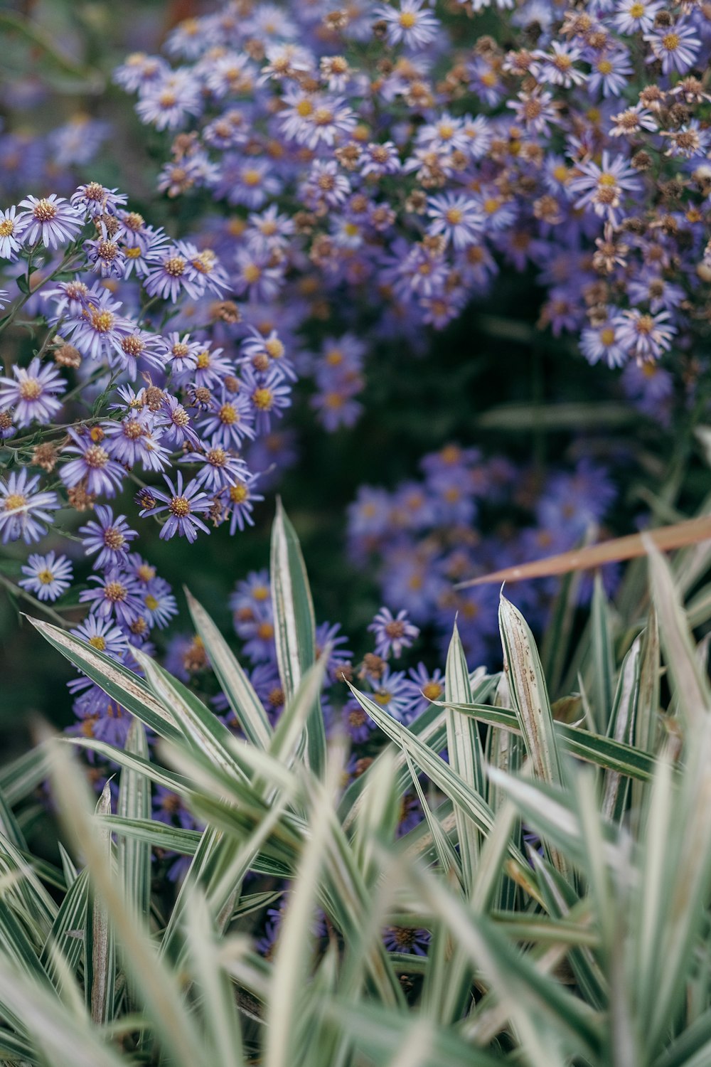 a close up of a bunch of blue flowers