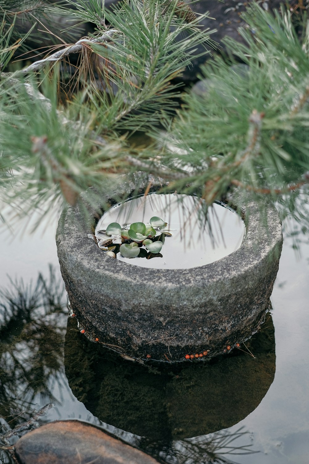 a plant is growing out of a rock in a pond
