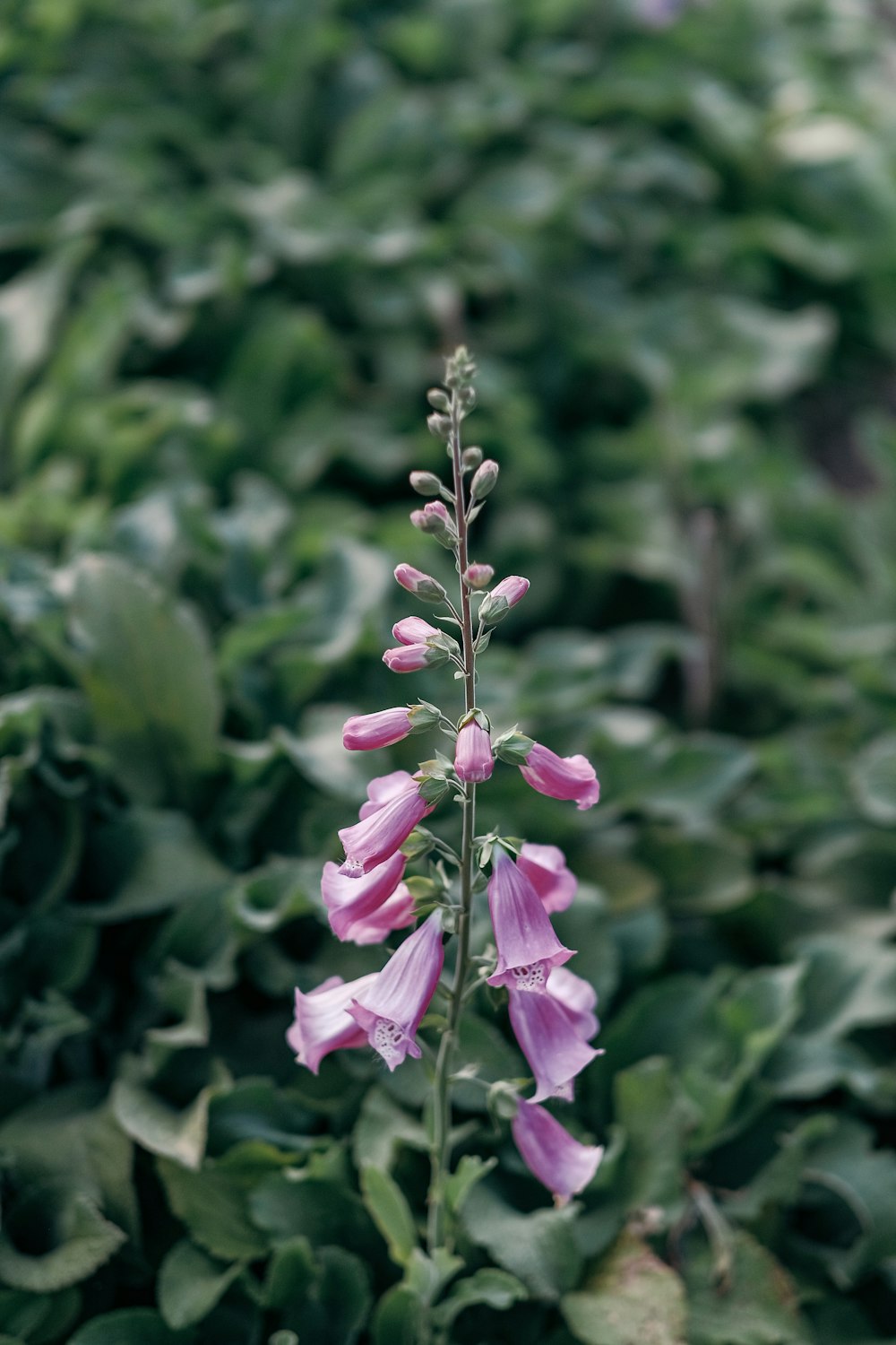 a pink flower in a field of green leaves