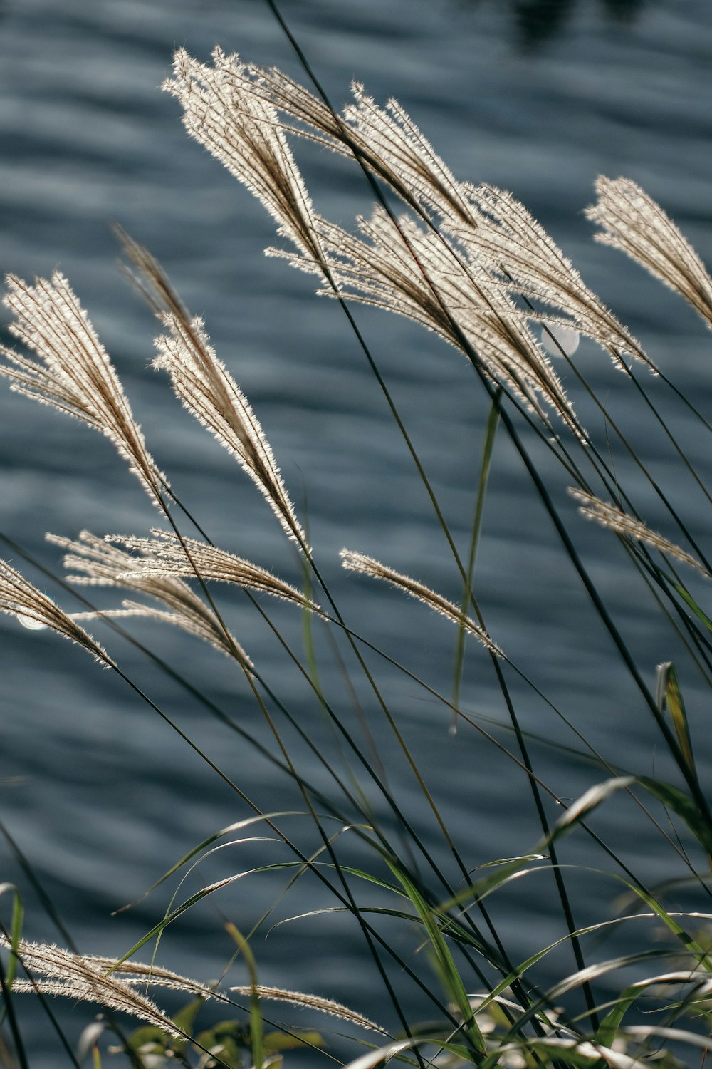 a bunch of tall grass next to a body of water