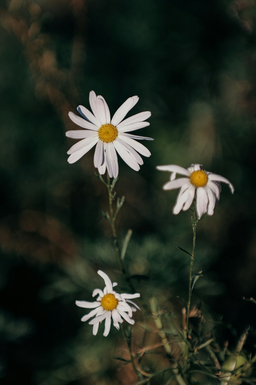 a couple of white flowers sitting on top of a lush green field