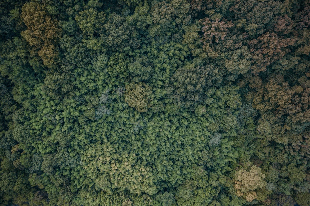 an aerial view of a forest with lots of trees