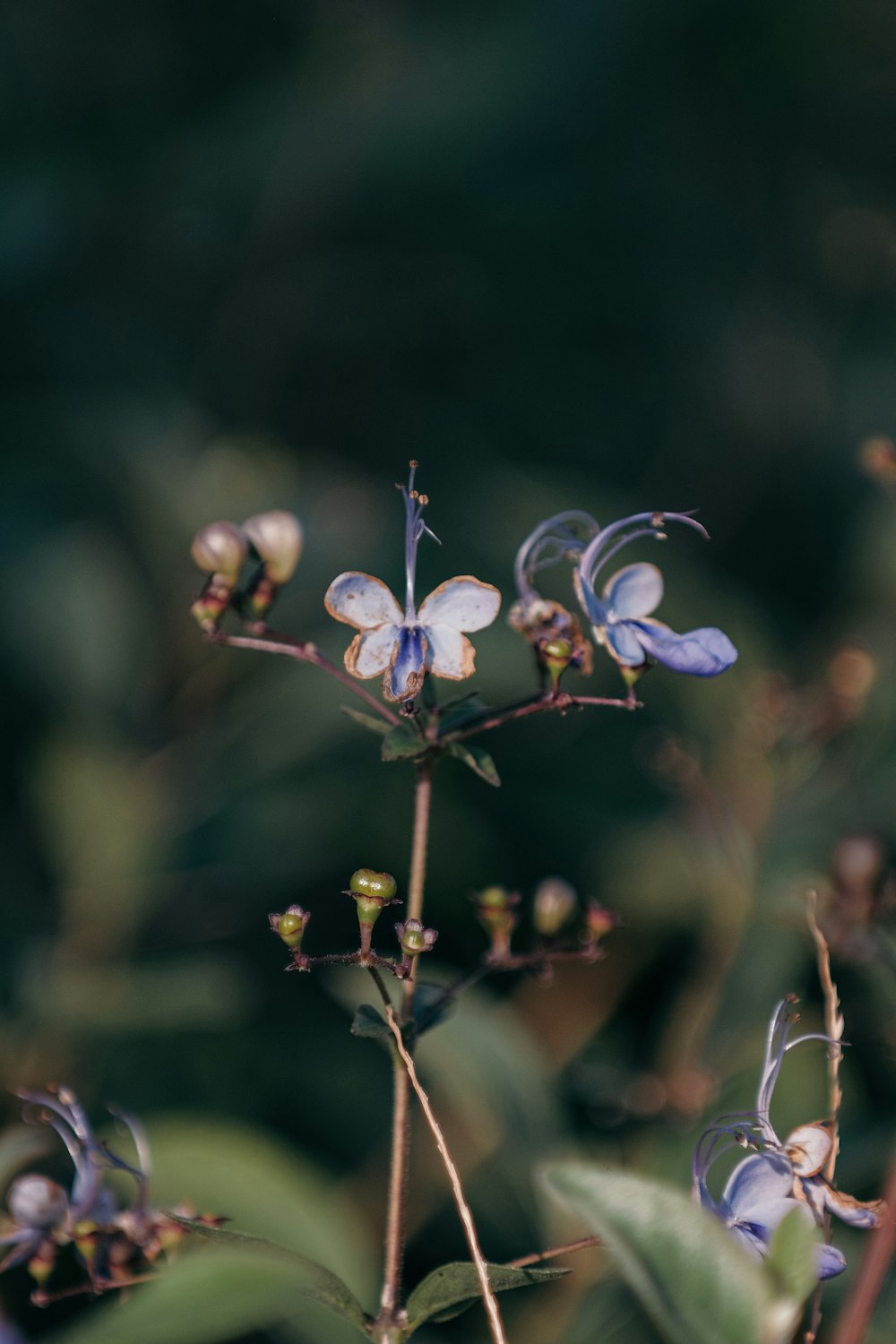 Un primo piano di una pianta con fiori blu